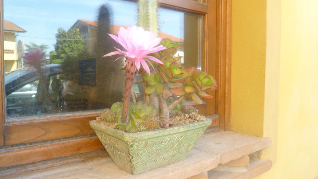 Le Ginestre B & B Massarosa Εξωτερικό φωτογραφία