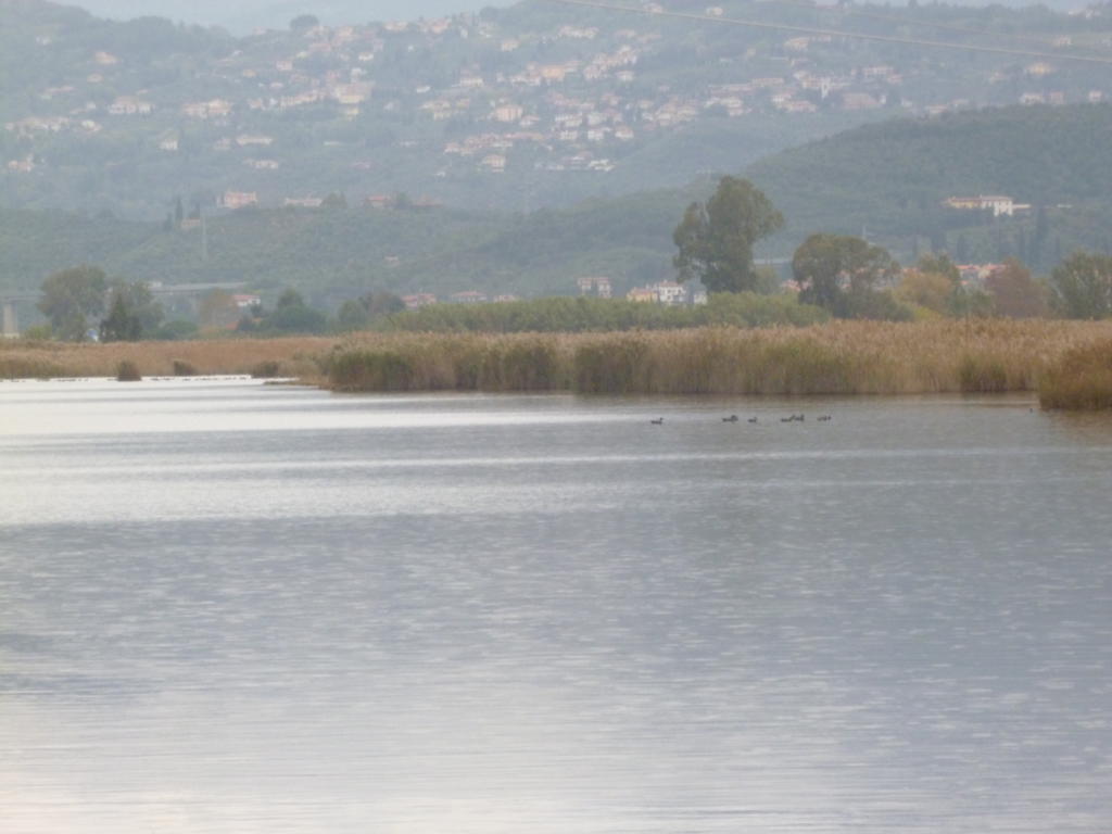 Le Ginestre B & B Massarosa Εξωτερικό φωτογραφία